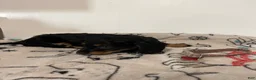 Miniature Dachshund dogs for sale:  Millie - Ad 4