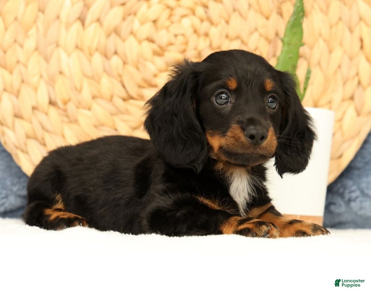 Miniature Dachshund dogs Joy - Ad 2