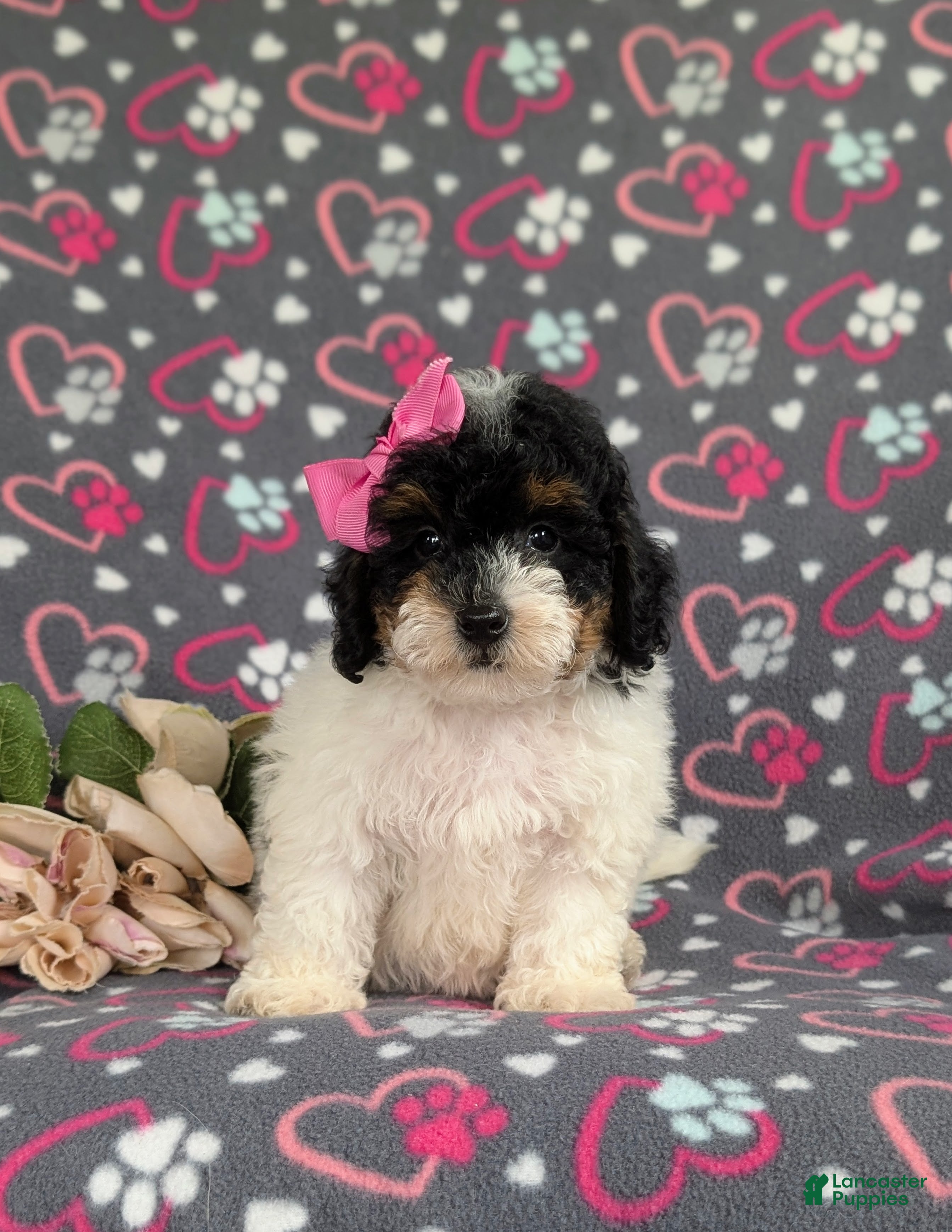 Bichpoo dogs Annabelle - Ad 2