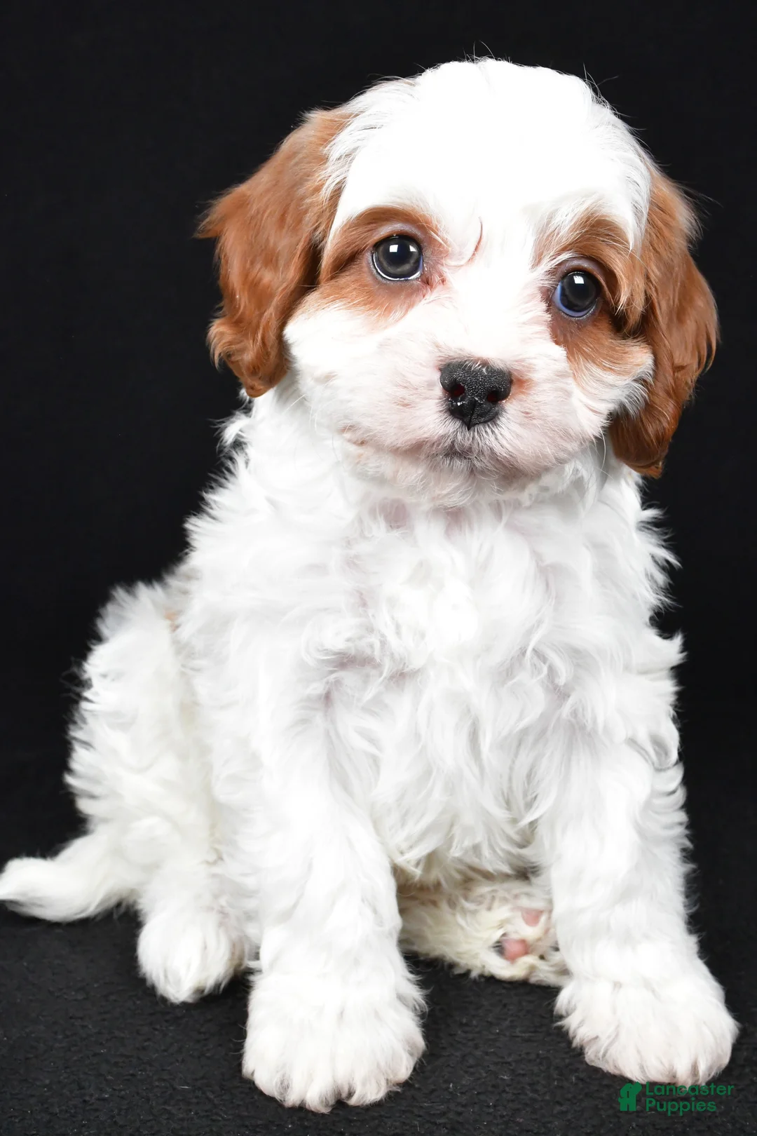 Cavapoo dogs for sale: Kody - Ad 3