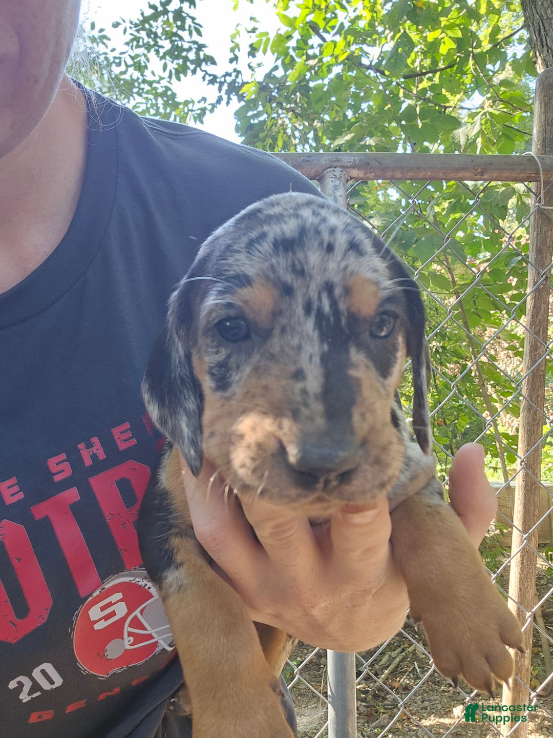 Female for sale in Hopewell Township Lancaster Puppies