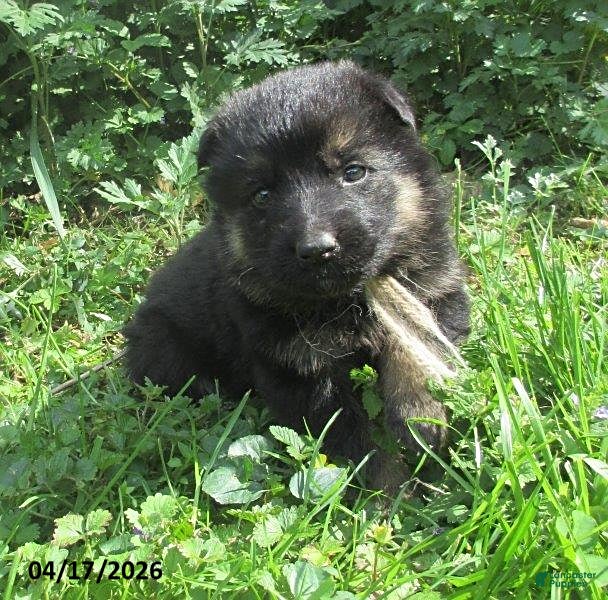 German Shepherd dogs Venus - Ad 2