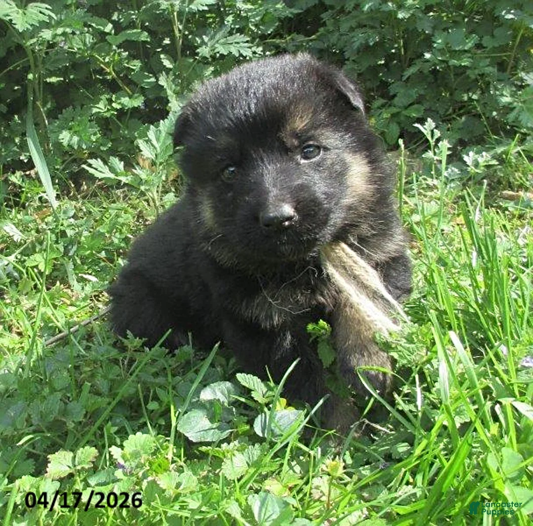 German Shepherd dogs for sale: Venus - Ad 2