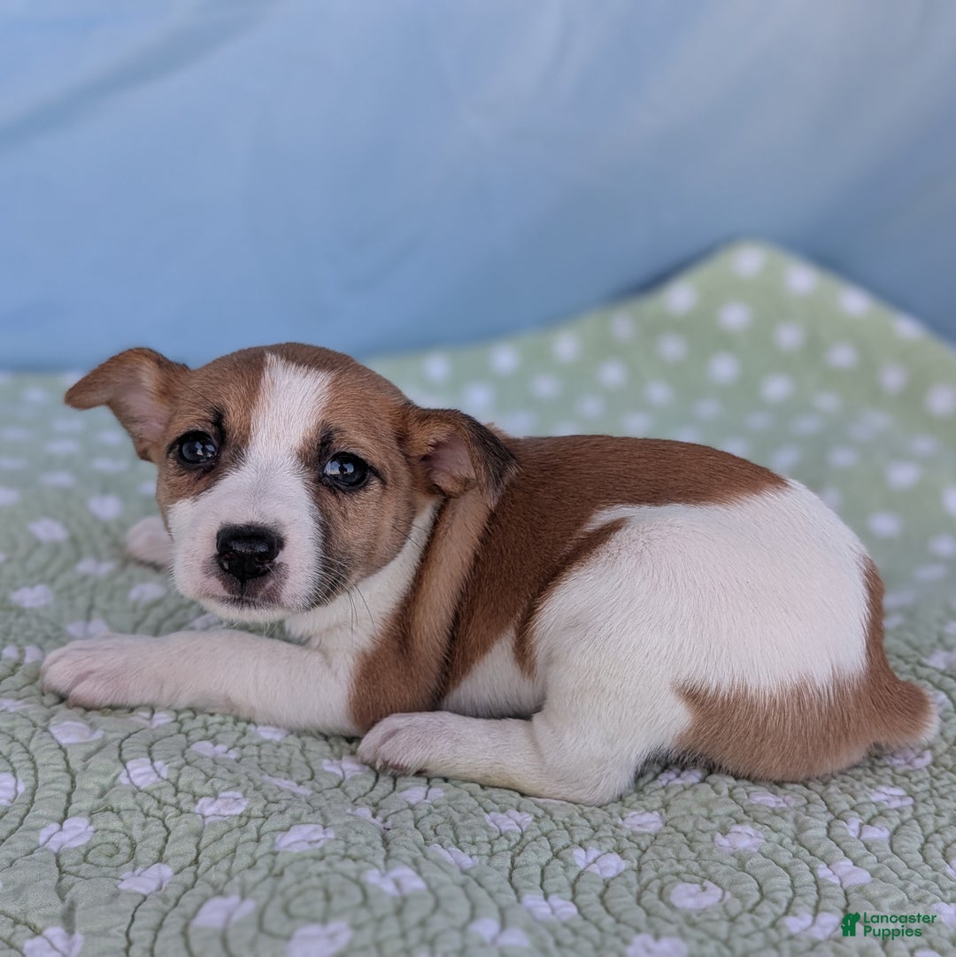 Rat Terrier dogs for sale: Cinnamon - Ad 4