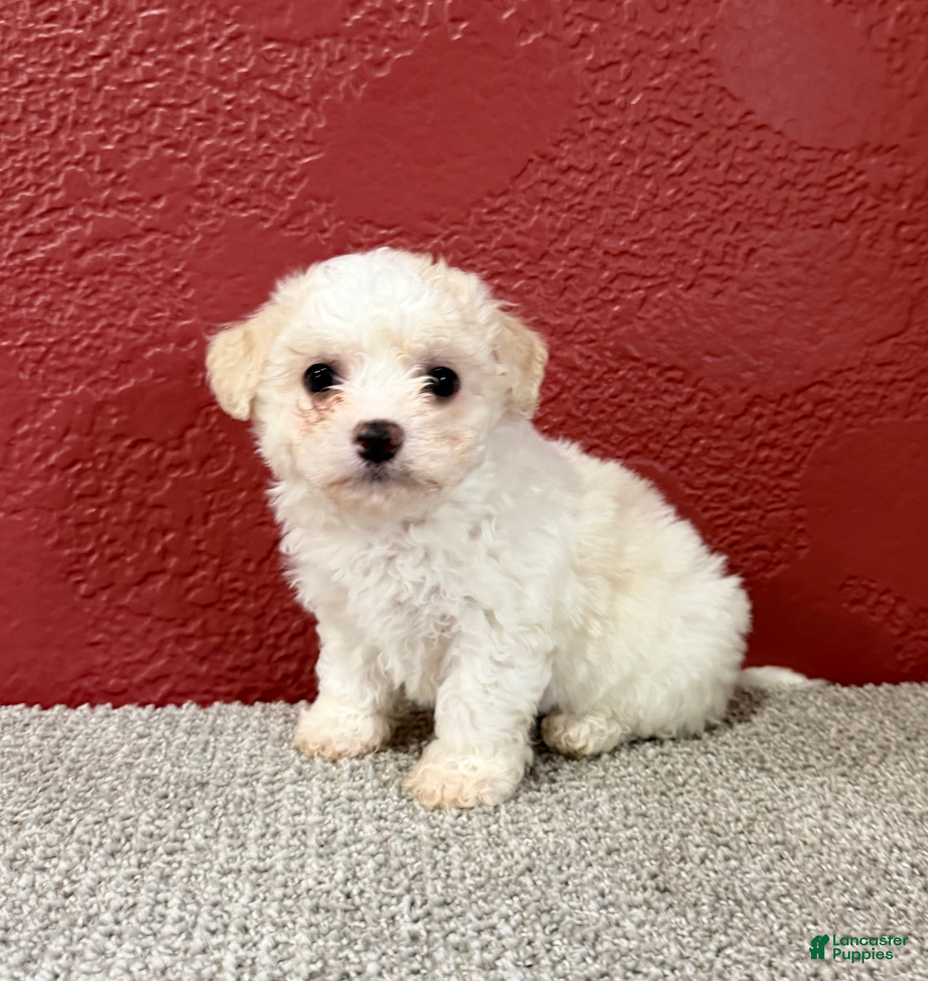 Teddy Bear dogs Joey - Ad 2