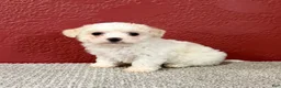 Teddy Bear dogs for sale: Joey - Ad 2