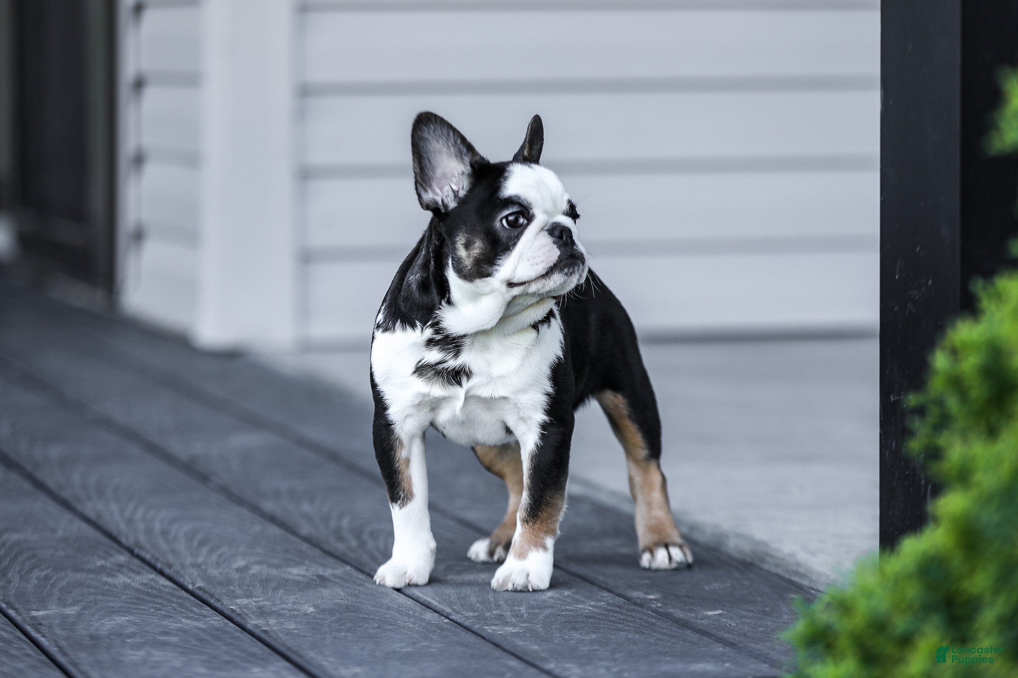 French Bulldog dogs for sale: Sheba - Ad 10
