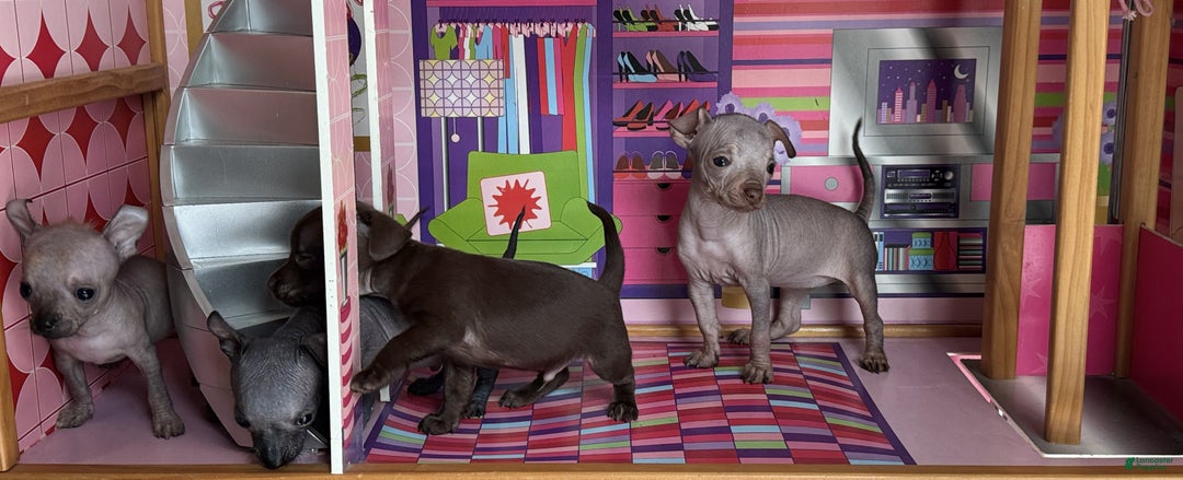 Mixed Breed dogs for sale: Cleopatra  - Ad 100