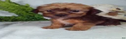 Shorkie dogs for sale: Gus - Ad 5