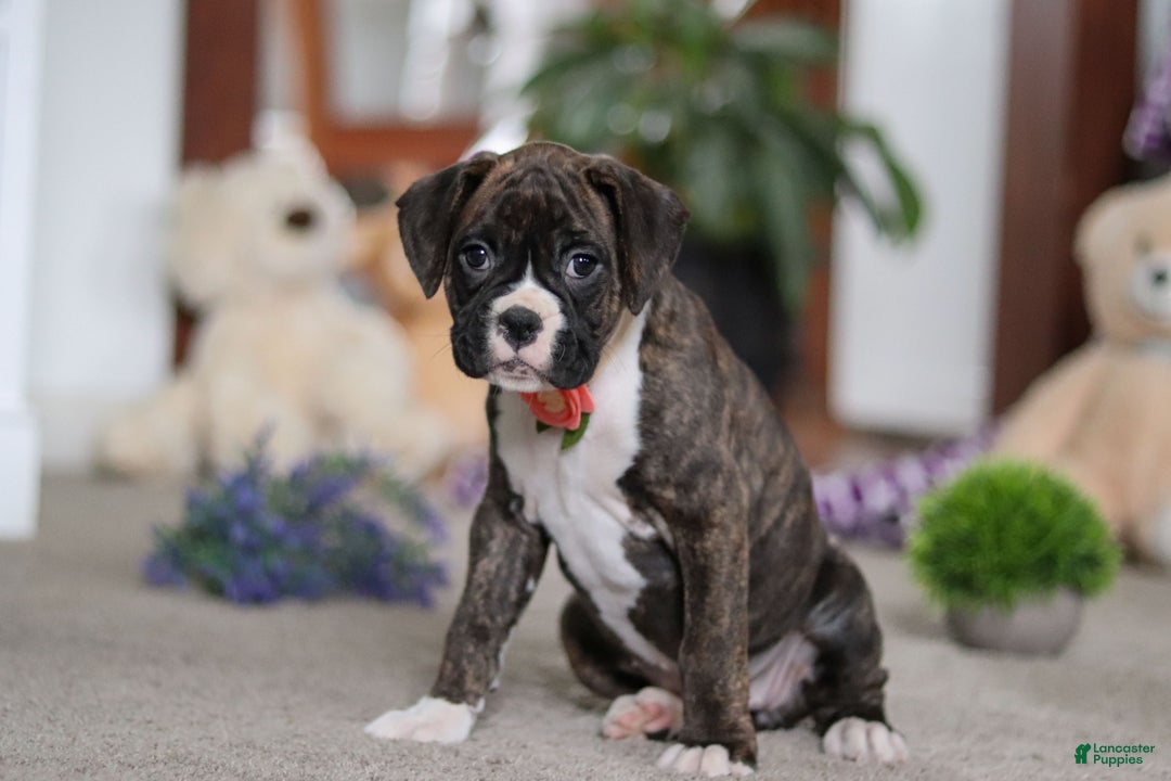 Boxer dogs for sale: Abby - Ad 4