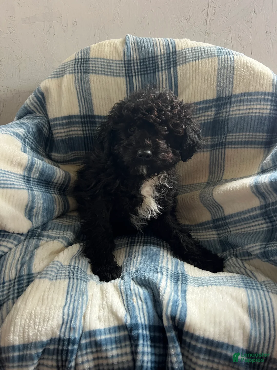 Goldendoodle dogs for sale: Mid-Night - Ad 2