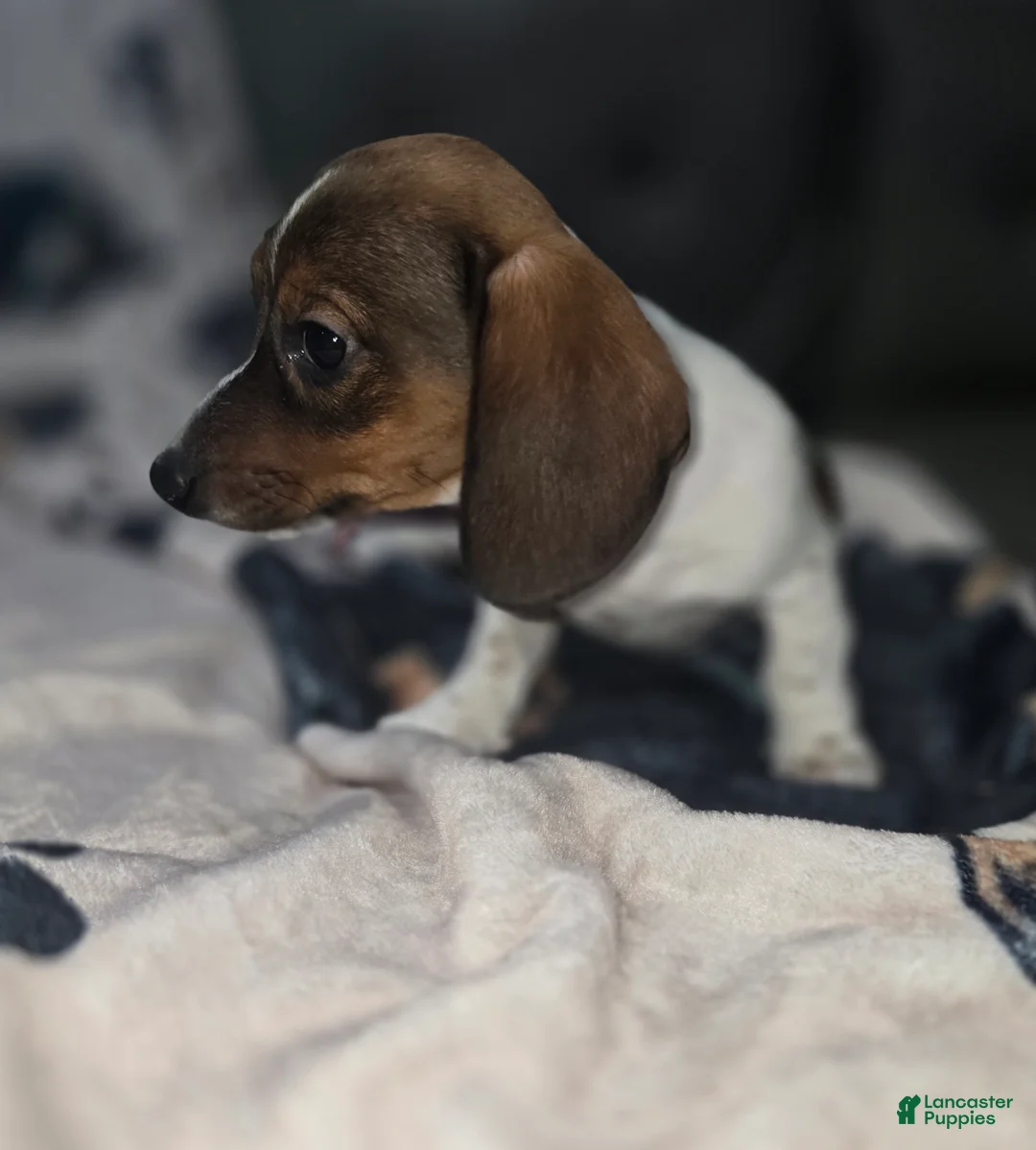 Dachshund dogs for sale: Tankerbell - mini - Ad 5