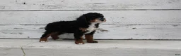 Miniature Poodle dogs for sale: Tanger - Ad 5
