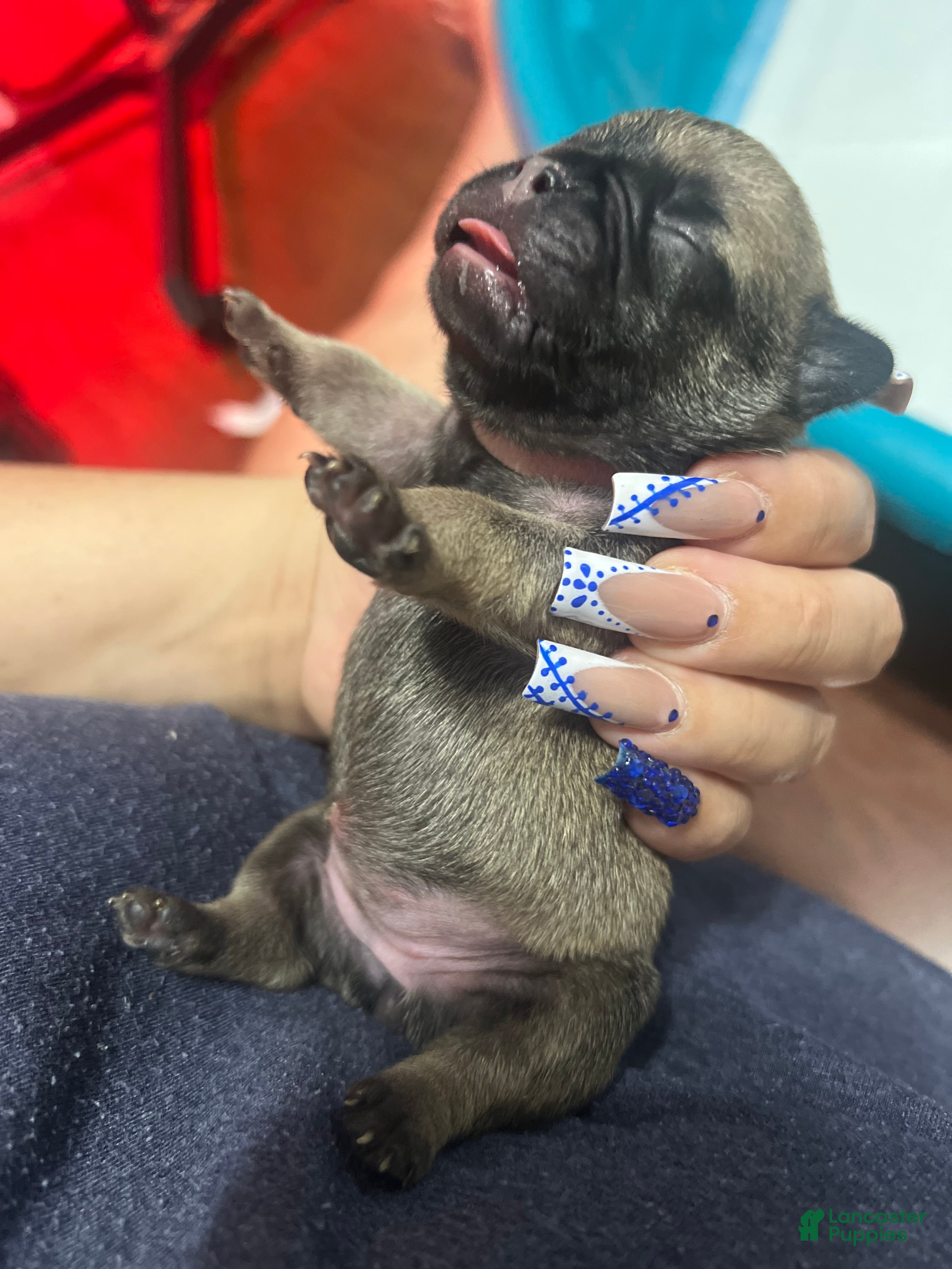 French Bulldog dogs French Bulldog Puppy 1 - Ad 35