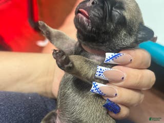 French Bulldog dogs French Bulldog Puppy 1 - Ad 17