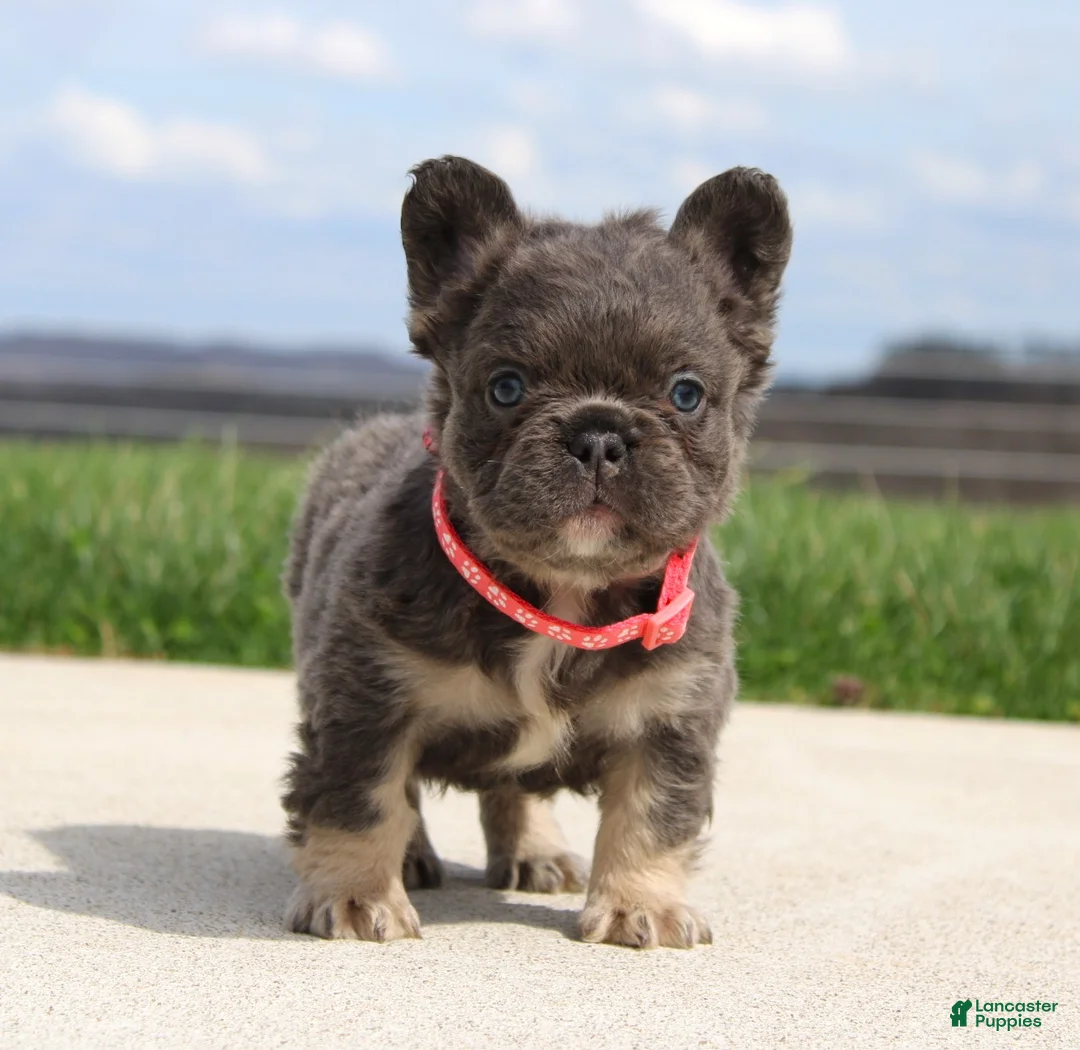 French Bulldog dogs for sale: Daisy - Ad 1
