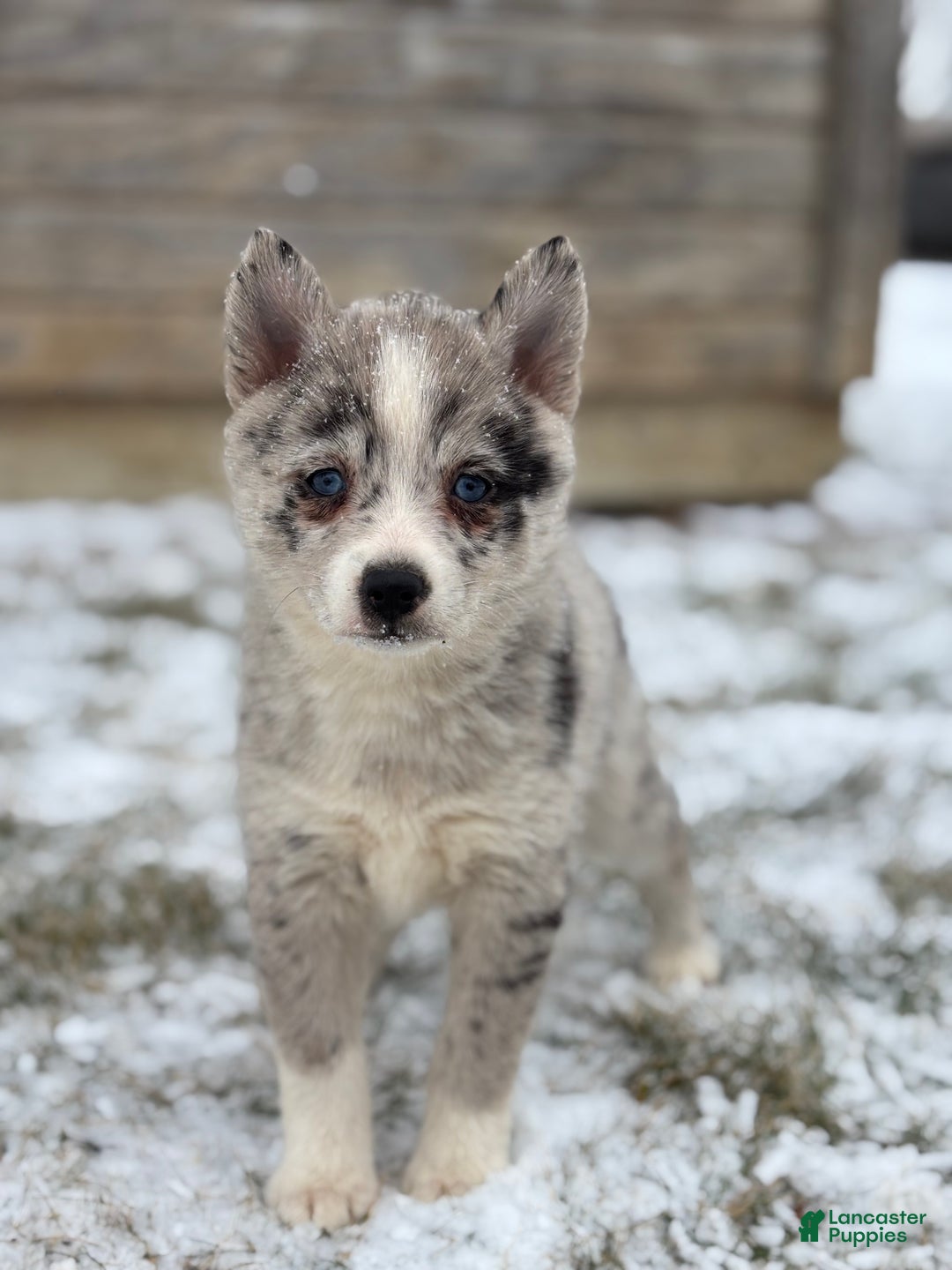 Pomsky dogs for sale: Grace - Ad 1