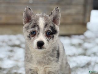 Pomsky dogs Grace - Ad 2