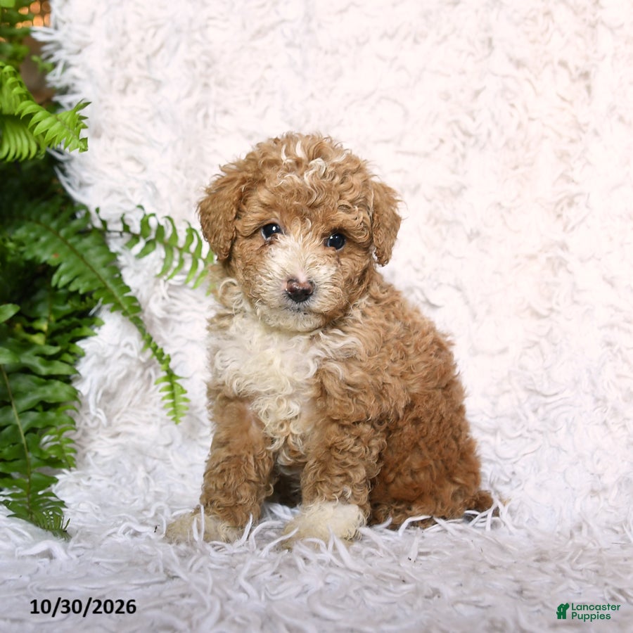 Toy Poodle dogs for sale: Asher - Ad 1