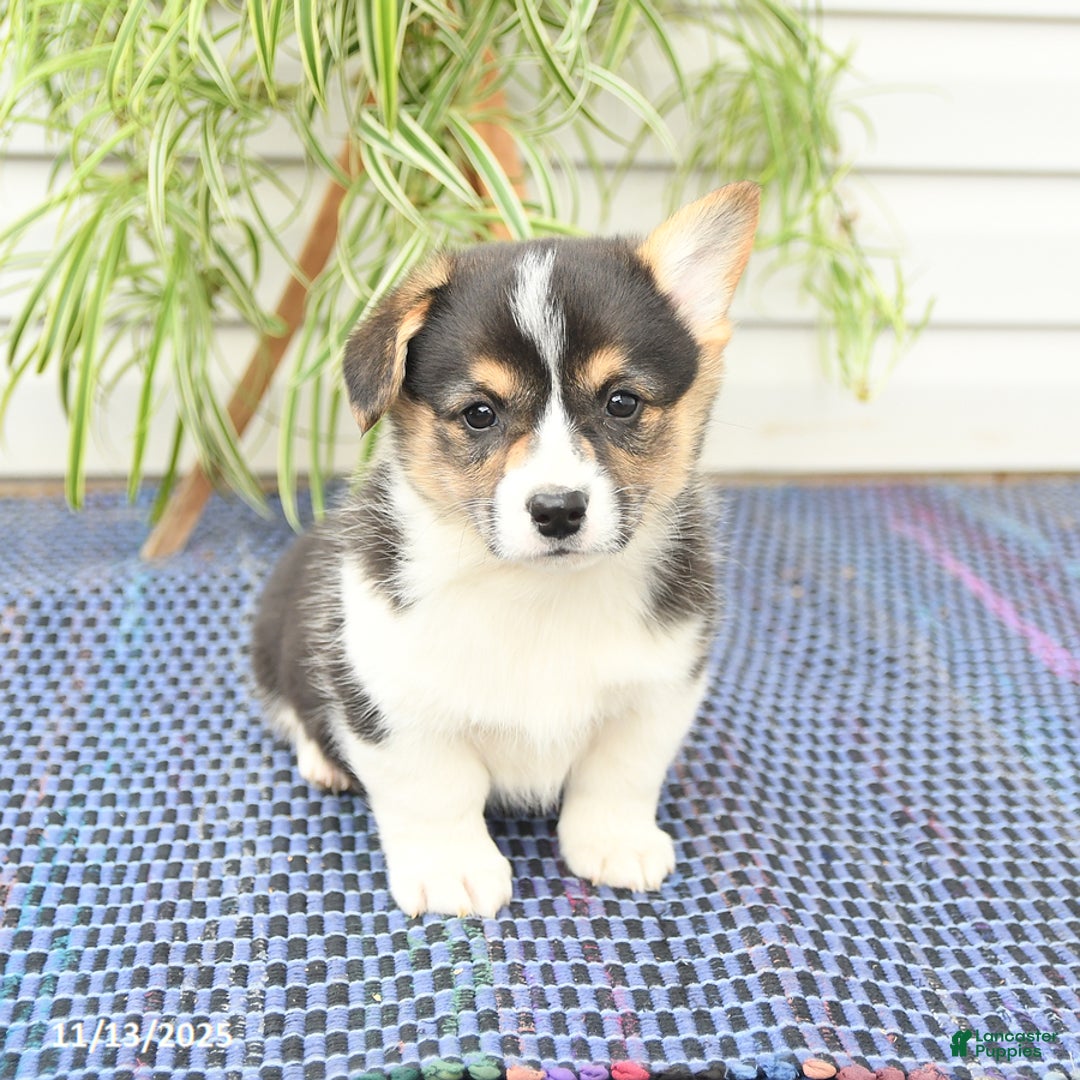 Welsh Corgi Pembroke dogs for sale: Scout - Ad 8