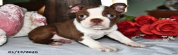 Boston Terrier dogs for sale: King - Ad 2