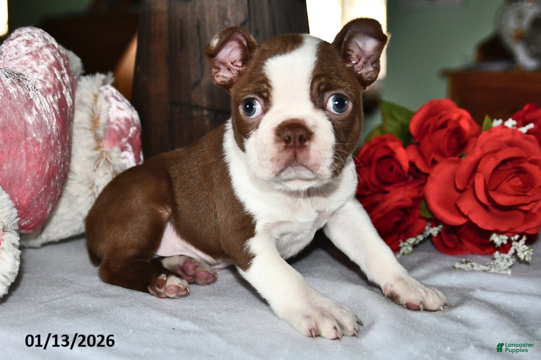 Boston Terrier dogs for sale: King - Ad 2