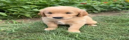 Golden Retriever dogs for sale: Bentley - Ad 3