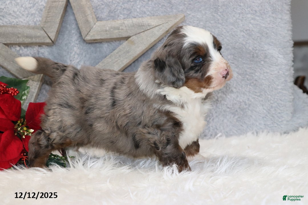 Mini Bernedoodle dogs for sale: Kenji - Ad 4