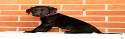 Labrador Retriever dogs for sale: Bravely - Ad 9