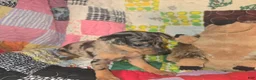 Miniature Pinscher dogs for sale: Van, merle boy - Ad 6