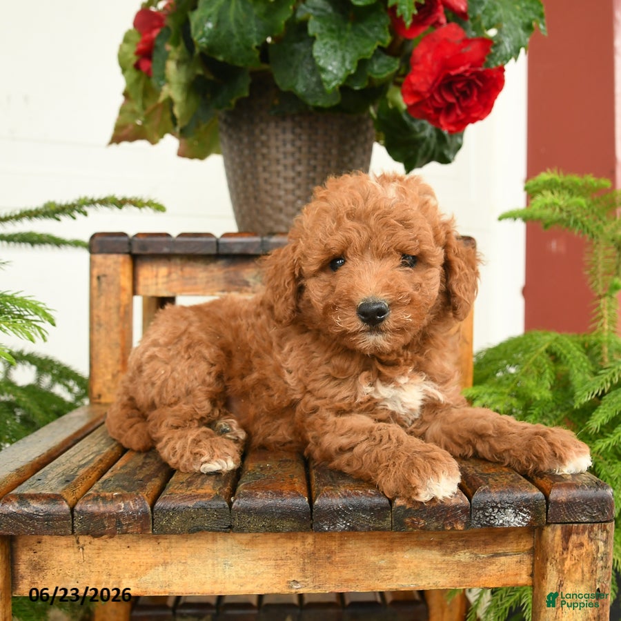 Mini Goldendoodle dogs Sawyer - Ad 1