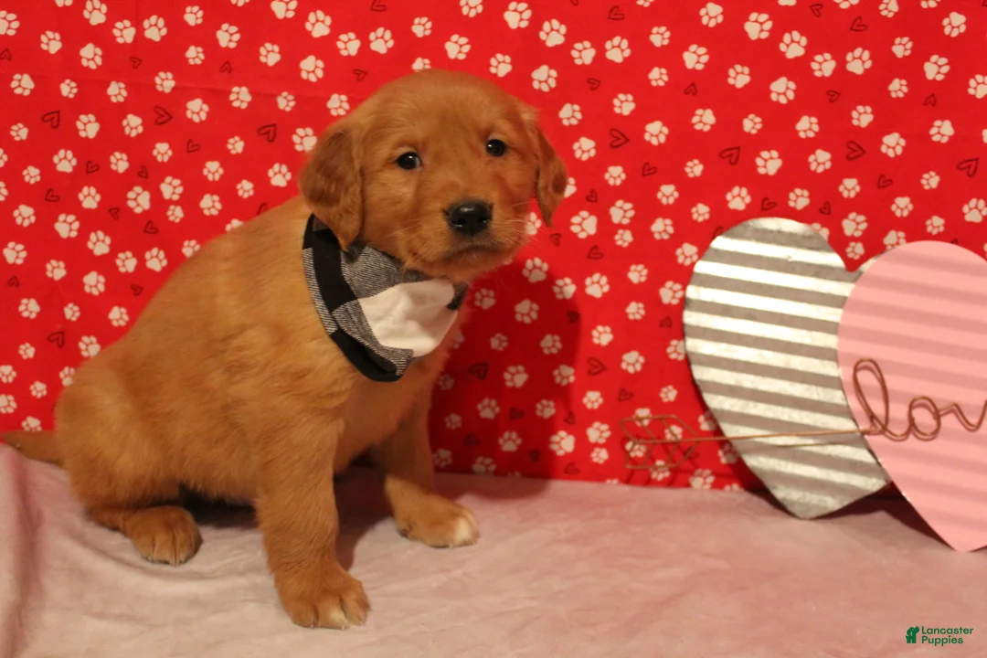 Golden Retriever dogs for sale: Cooper - Ad 4