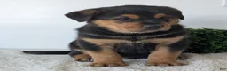 Mixed Breed dogs for sale: Phoenix  - Ad 5