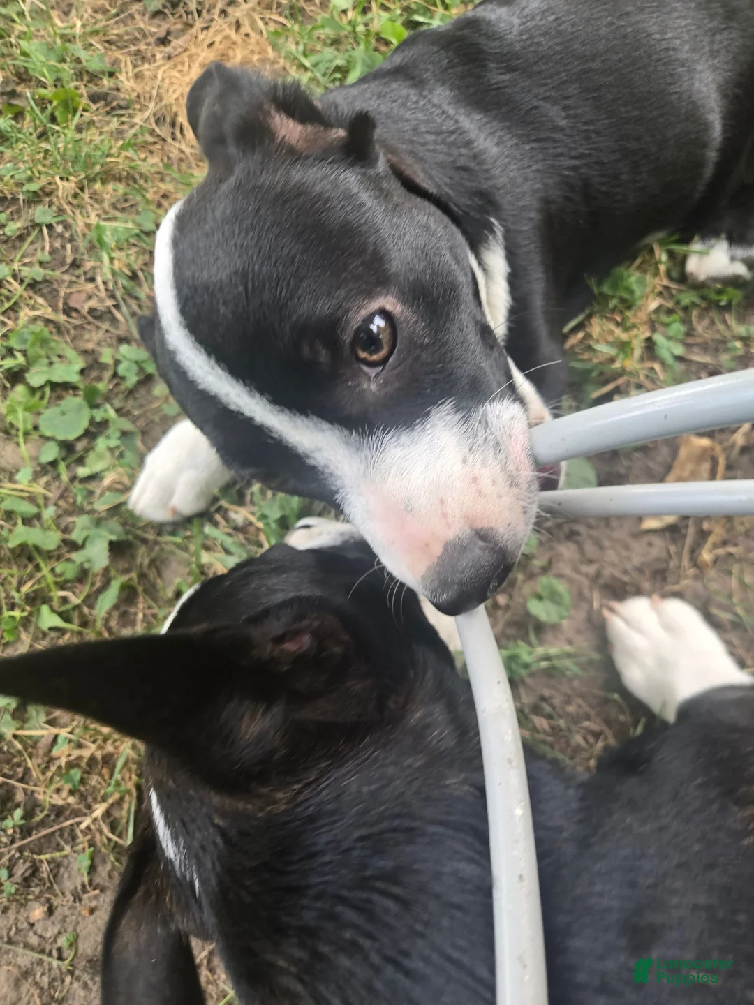 Mixed Breed dogs for sale: Schwepps  - Ad 2