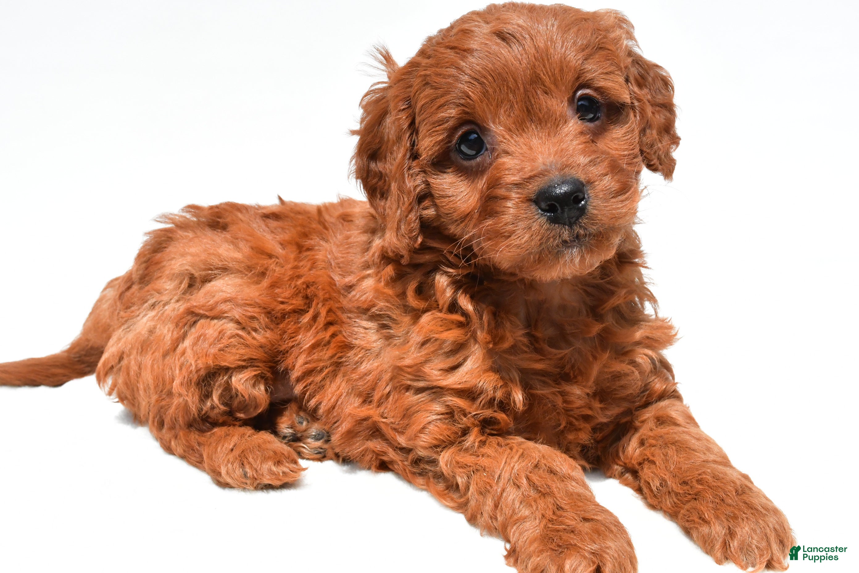Mini Goldendoodle dogs Jenna - Ad 1
