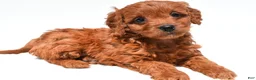 Mini Goldendoodle dogs for sale: Jenna - Ad 1