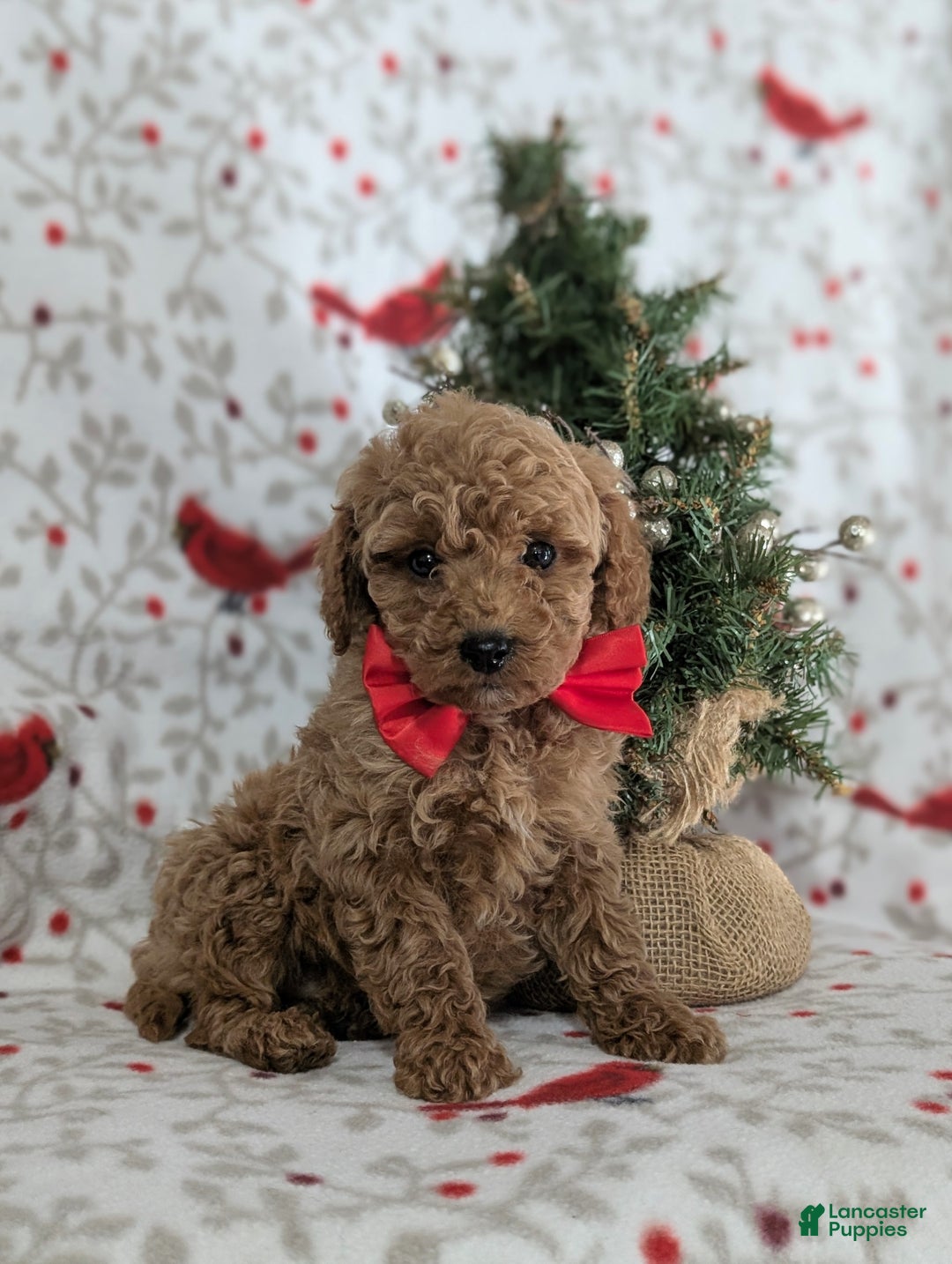 Miniature Poodle dogs for sale: Brogan - Ad 3
