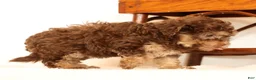 Havapoo dogs for sale: Dorsie - Ad 7
