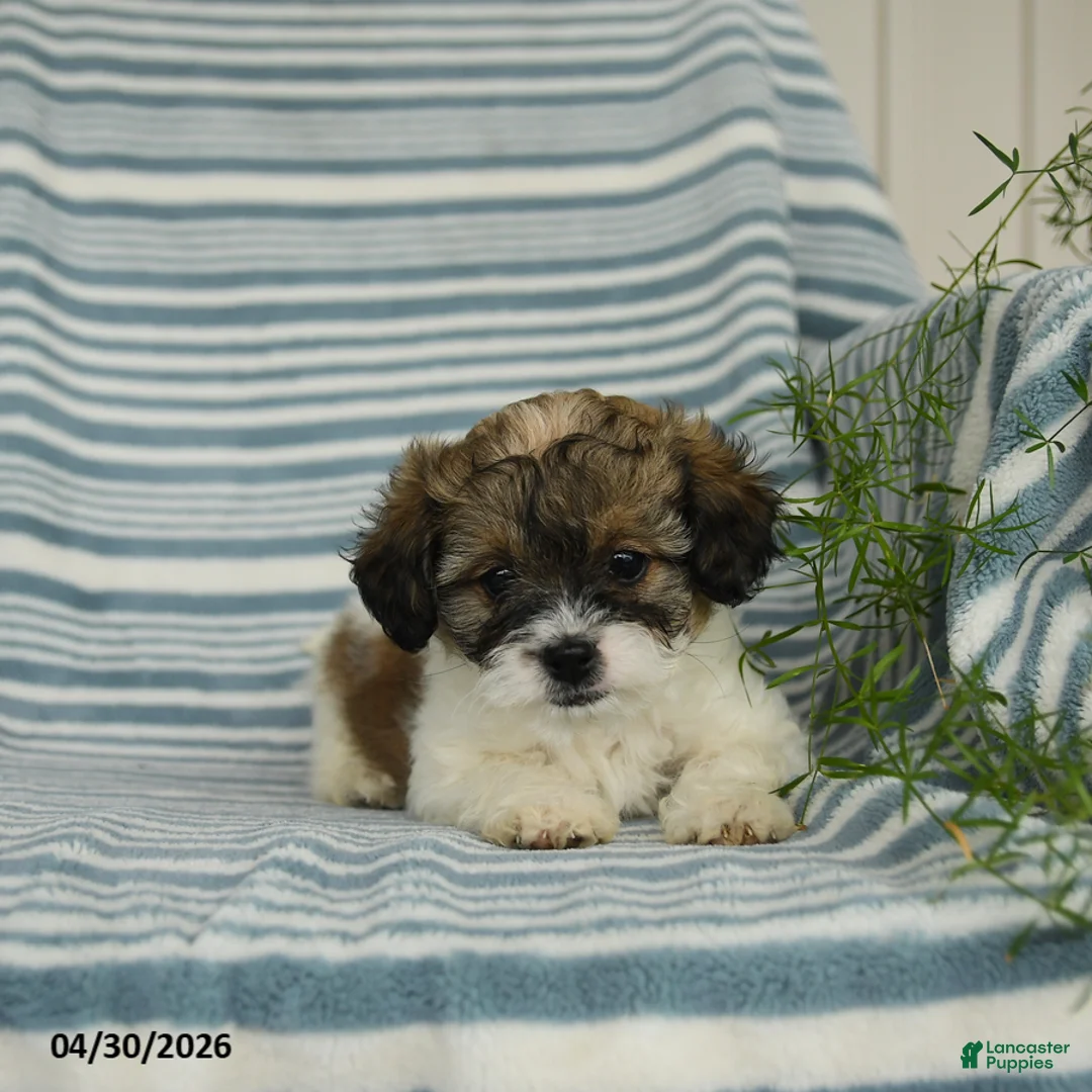 Shihpoo dogs for sale: Sandtart  - Ad 3