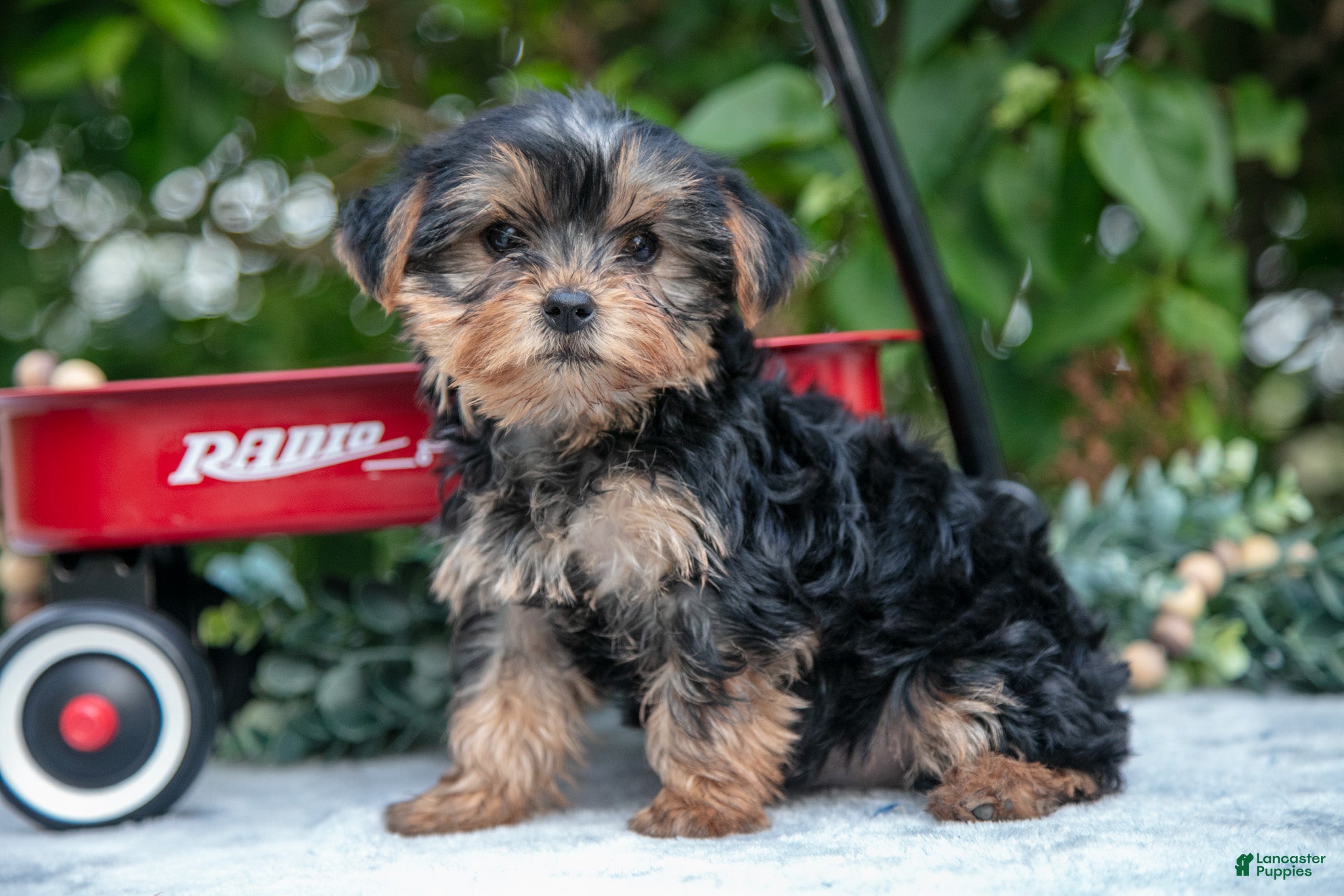 Yorkshire Terrier dogs Eva - Ad 1