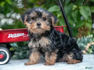 Yorkshire Terrier dogs for sale: Eva - Ad 1