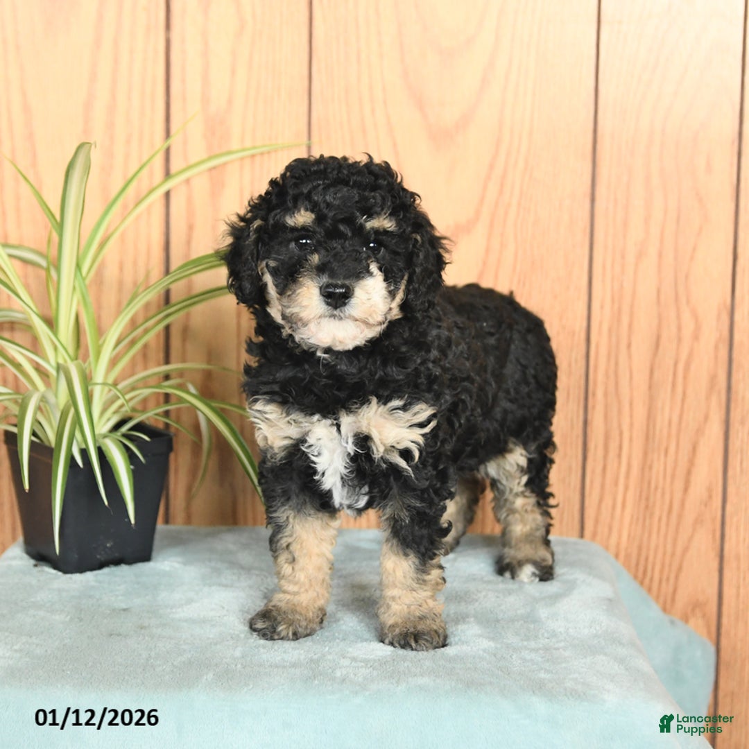 Miniature Poodle dogs for sale: Sasha - Ad 2