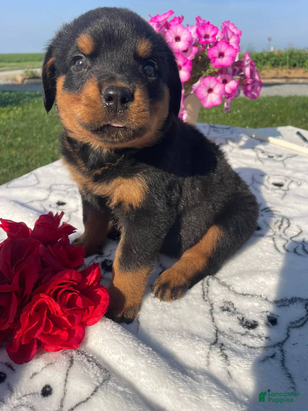 Rottweiler dogs for sale: Flint - Ad 4