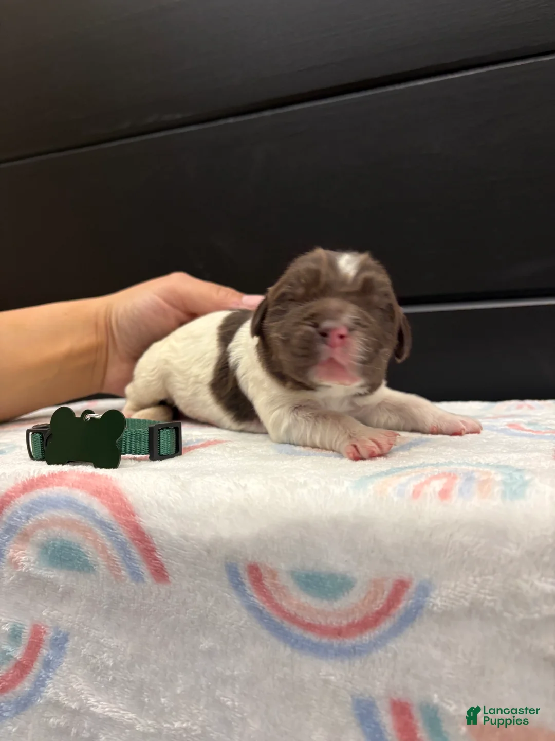 Newfoundland dogs for sale: Blaze  - Ad 2