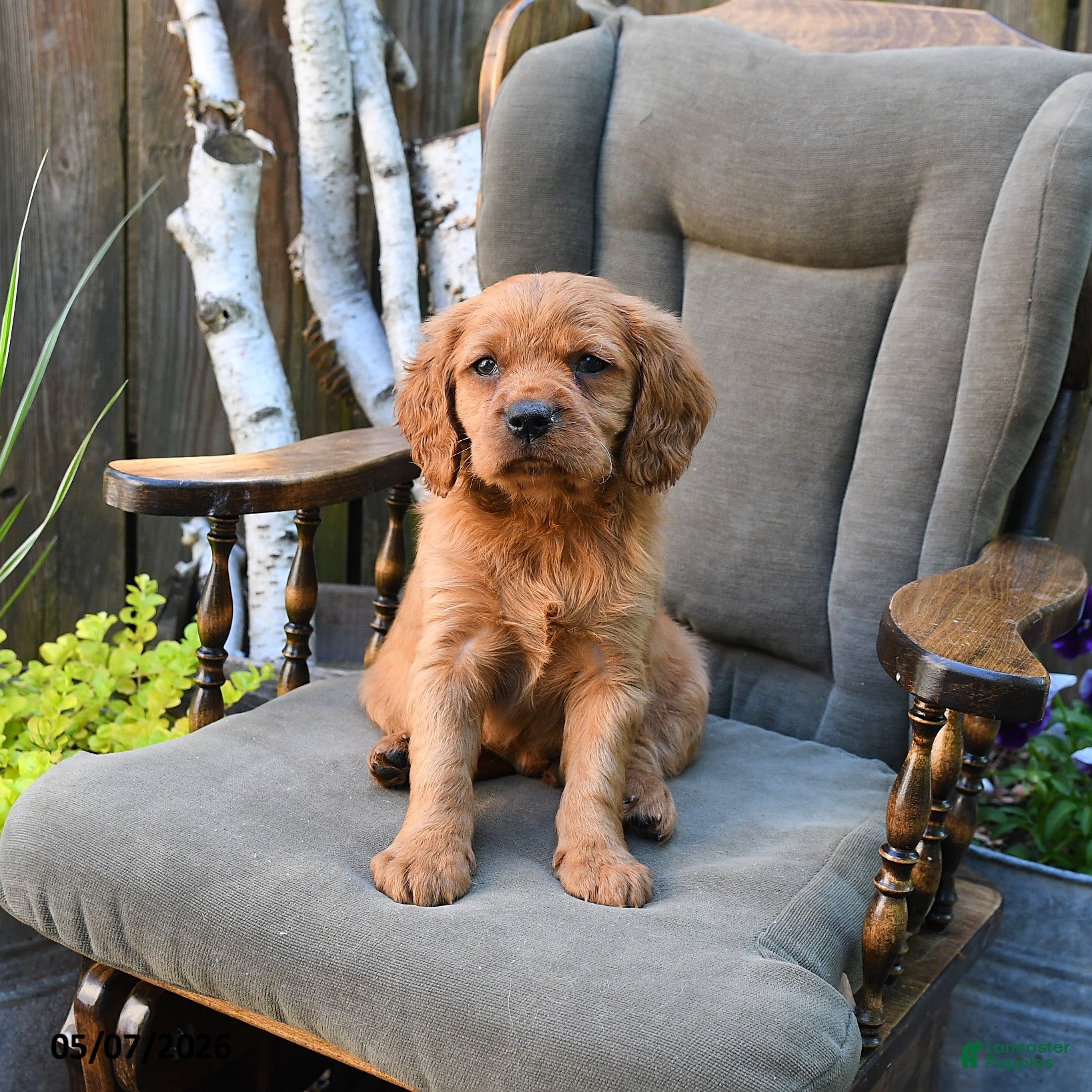 Miniature Golden Retriever dogs Connor - Ad 1