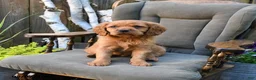 Miniature Golden Retriever dogs for sale: Connor - Ad 1