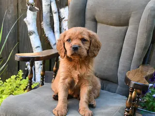 Miniature Golden Retriever dogs for sale: Connor - Ad 3