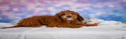 Cavapoo dogs for sale: Clifford - Ad 4