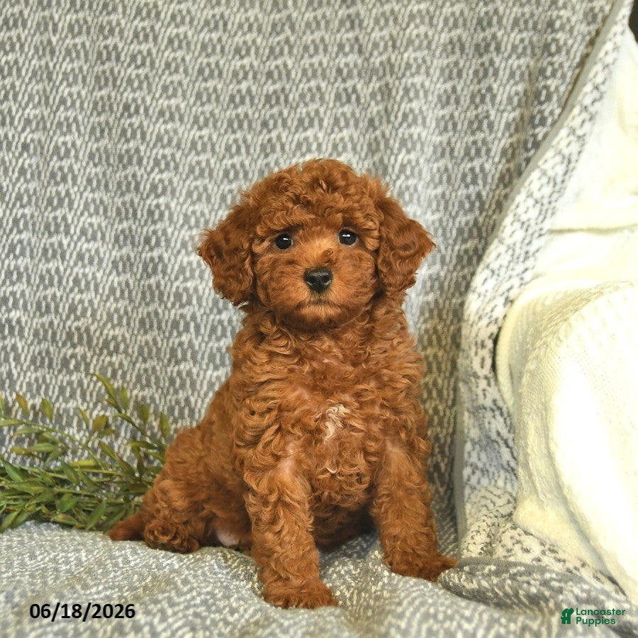 Miniature Poodle dogs Addie  - Ad 1