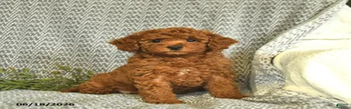 Addie 